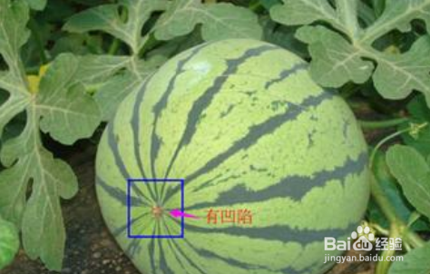 怎么挑选西瓜的技巧