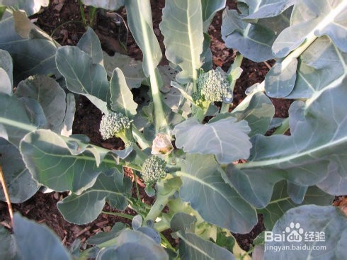 西兰苔的功效和作用