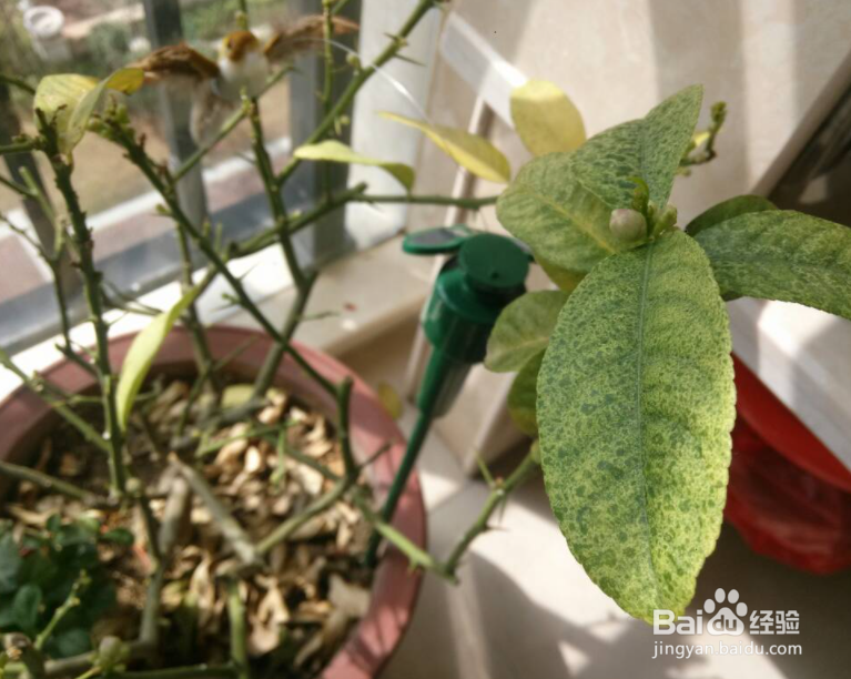 盆栽柠檬落叶怎么挽救