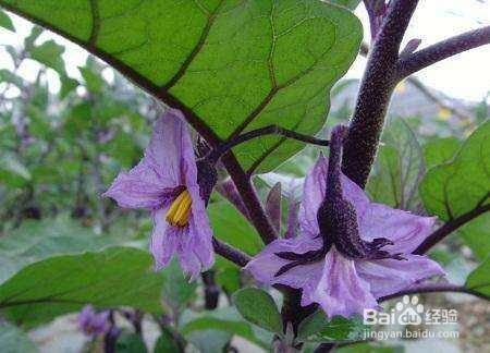 茄子开花不结果怎么办 百度经验 茄子开花不结果怎么办 百度经验