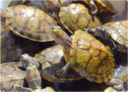 甲鱼王八鳖这三个东西是一样的吗