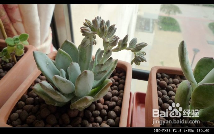 8月1日更新（附“花土”心得）--DIYDIY阳台花园日记