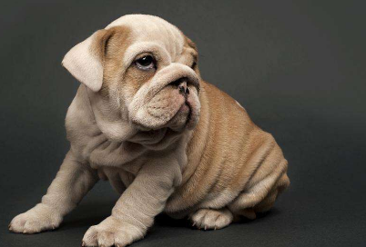 成年狗拉稀血便怎么办