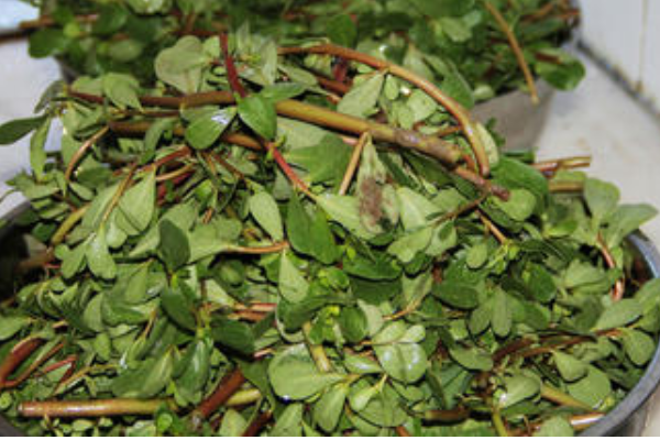 马齿苋干菜怎么晒