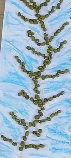 种子怎么制作粘贴画图片