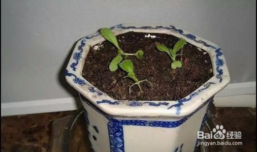 如何阳台盆栽种青菜?