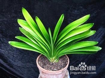 君子兰根系太大怎么办