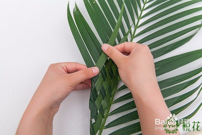 插花入门，散尾葵的5种创意修剪方式