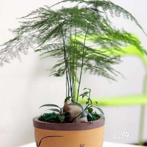 怎么养殖文竹?