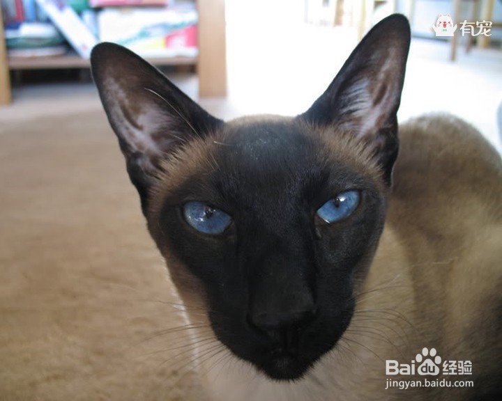 宫庭“秘宝”暹罗猫