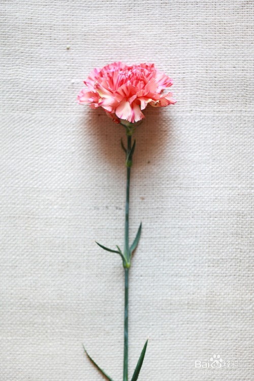 康乃馨的养殖方法注意事项