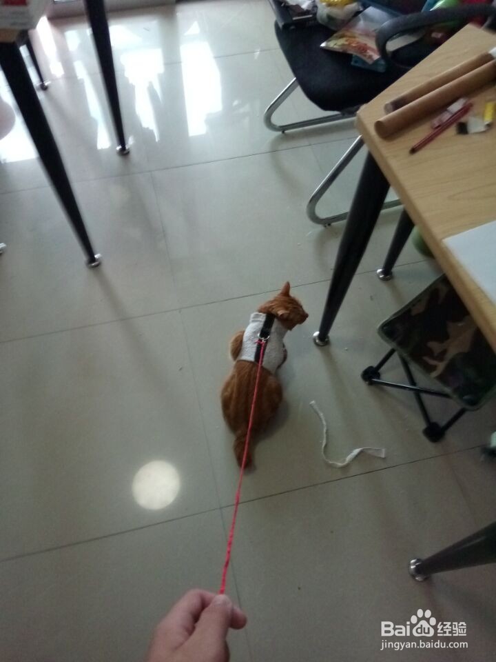 如何自己制作溜猫绳