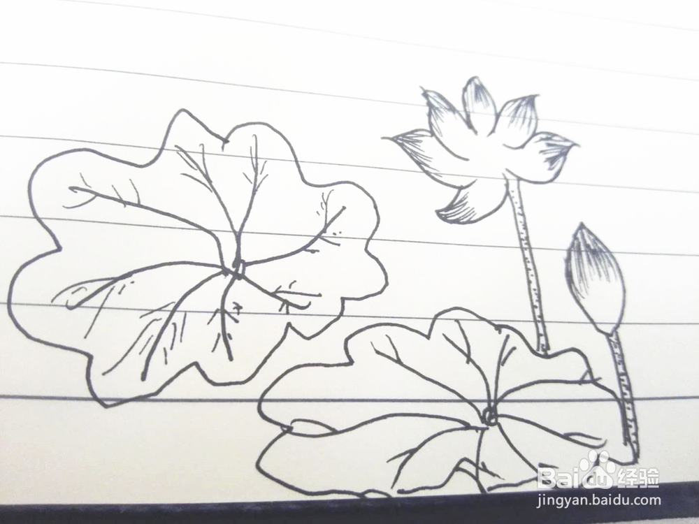 简笔画之荷花经验分享