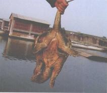 养龟新手如何正确地抓龟