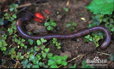 冬天如何挖蚯蚓