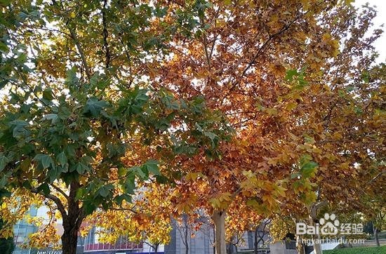 半年打磨时尚良品 魅族PRO 6S评测