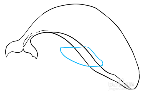 怎么画可爱的虎鲸?