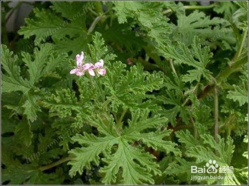 花园里蚊子多怎么办