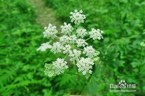 骨质疏松的食疗方法——当归羊肉汤