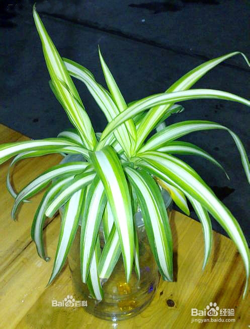 哪些植物能清除装修中的甲醛?