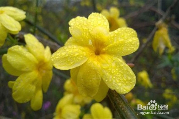 迎春花的养殖方法和注意事项有什么？