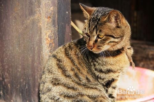 猫猫乱跑怎么办