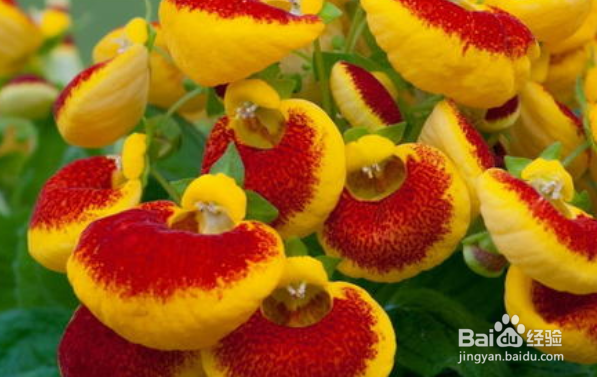 养蒲包花有哪些注意事项