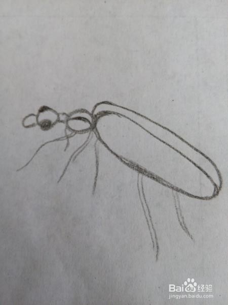 甲虫的另一种画法