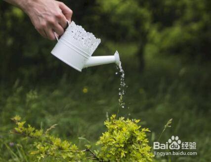 蟹爪莲开花时怎样护理