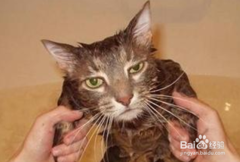 新手养猫需要注意哪些事项