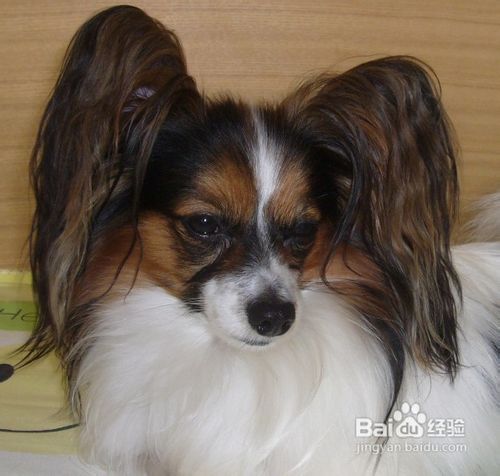 如何挑选蝴蝶犬