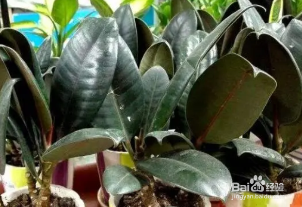 橡皮树换盆注意事项