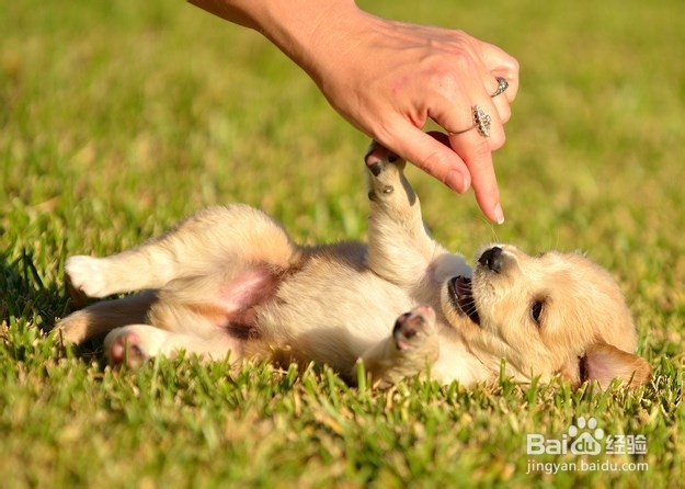 怎样哄你家生病的小狗狗主动吃
