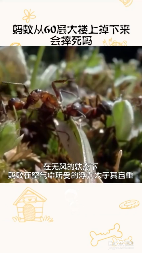 蚂蚁从高楼上掉下来会摔死吗#校园分享#