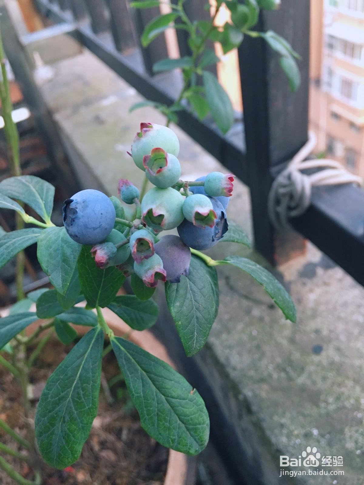 蓝莓果实和结果习性