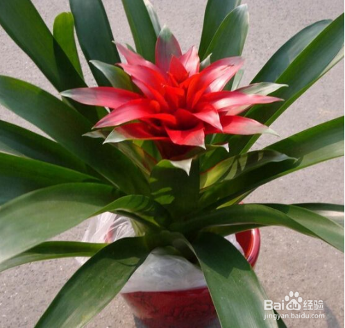 鸿运当头养殖方法