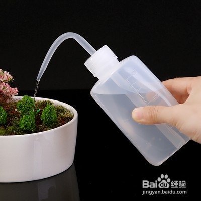 如何种植多肉植物