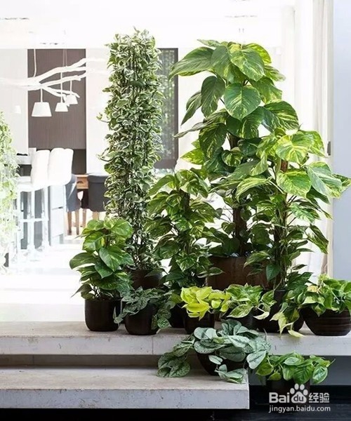 教你室内植物摆放技巧,以及养殖植物技巧
