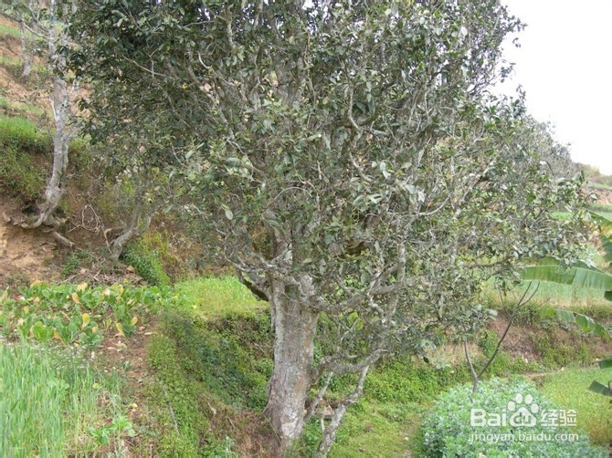 详细说说有关普洱茶的知识