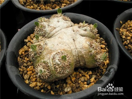 多肉植物惠比须笑怎么养