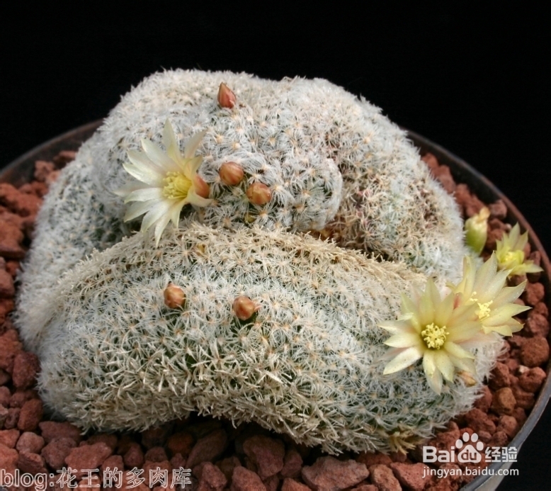 多肉植物拉丁属名小知识