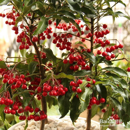 朱砂根的养殖方法和修剪