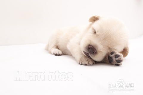 狗狗的成长过程 百度经验