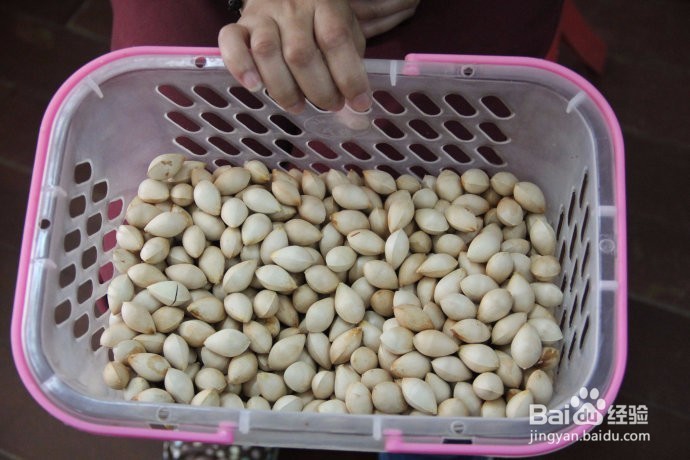 新鲜银杏果怎么吃