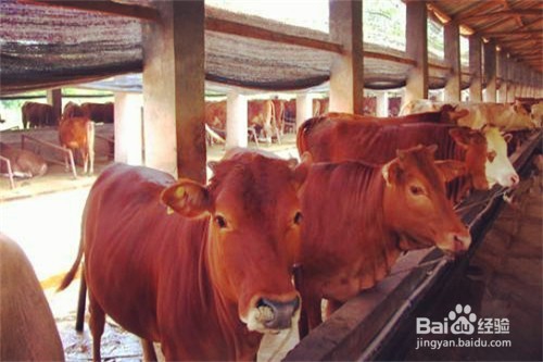 金门2018怎么养殖肉牛