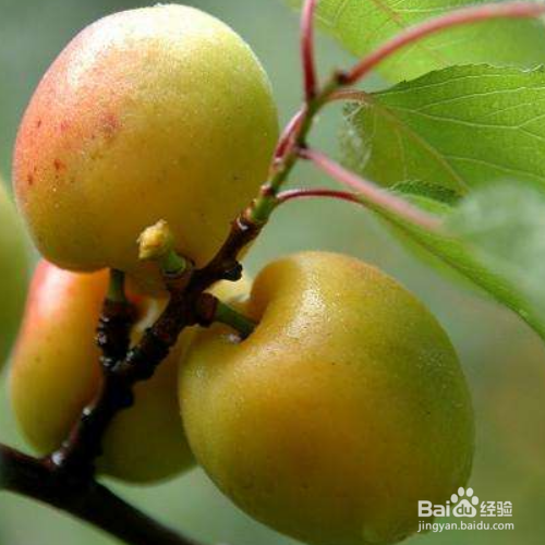杏梅的培育方法和注意事项
