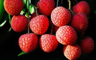 教您挑选新鲜的荔枝