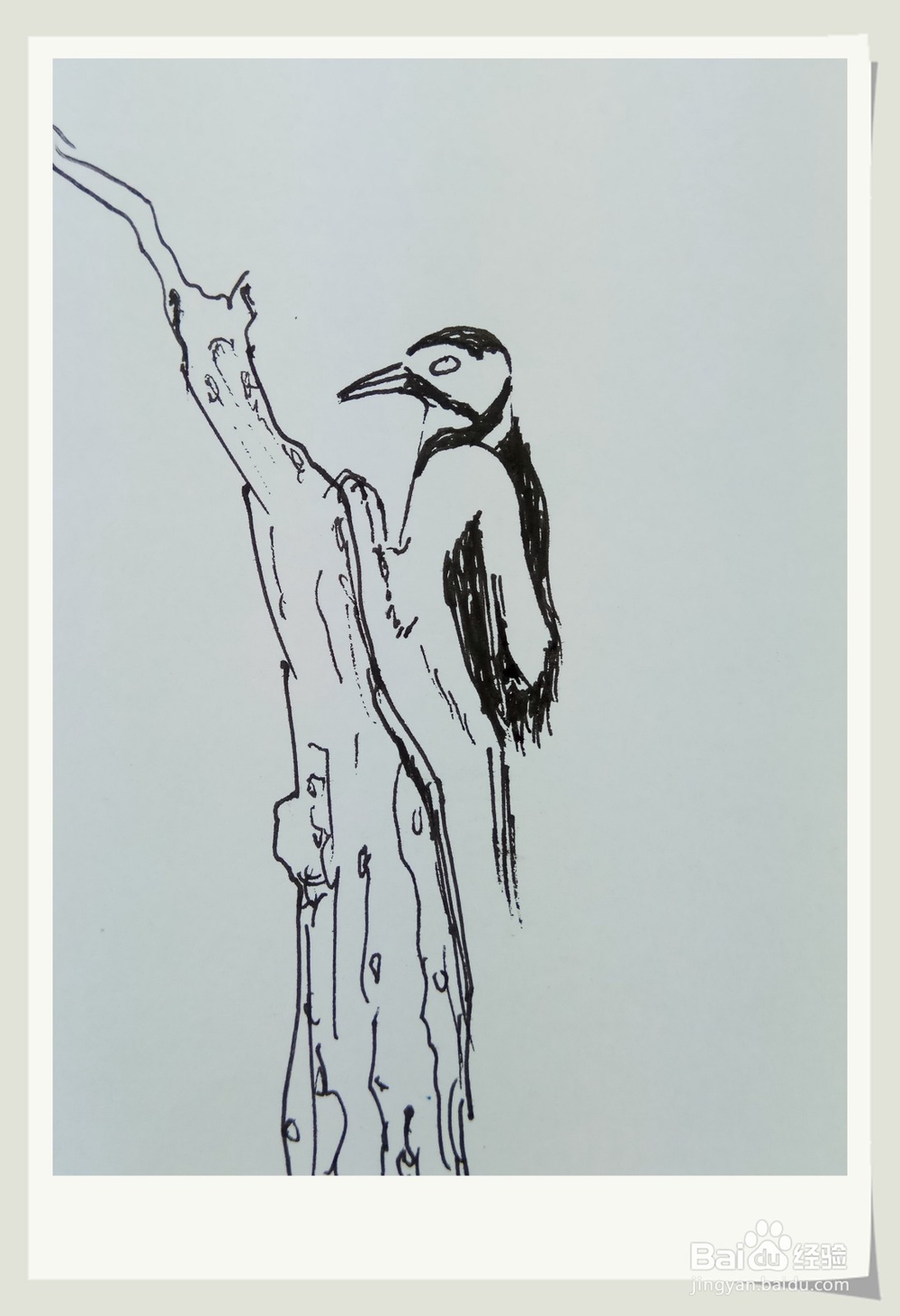 怎样画简笔画“啄木鸟”？
