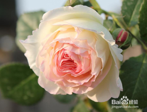 家庭盆栽月季的养护管理