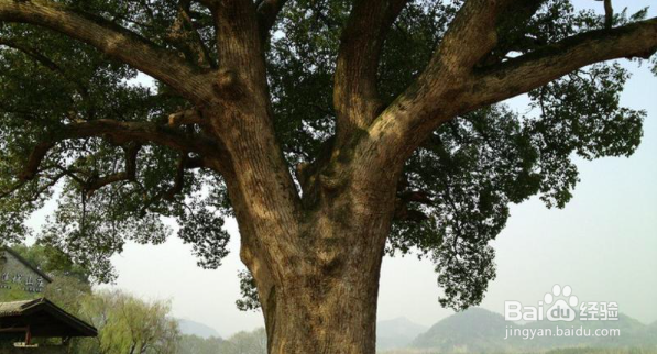 丽水市古堰画乡景区怎么逛？